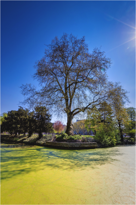 Main image Baum Enegelenschanze