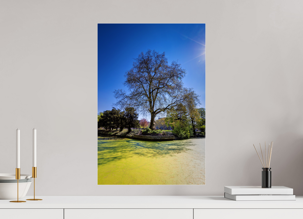 40 x 60 cm, Photo Print Under Acrylic Glass Baum Enegelenschanze