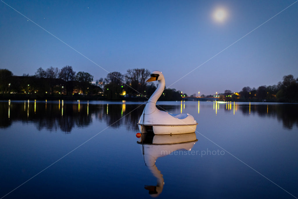 Der Schwan