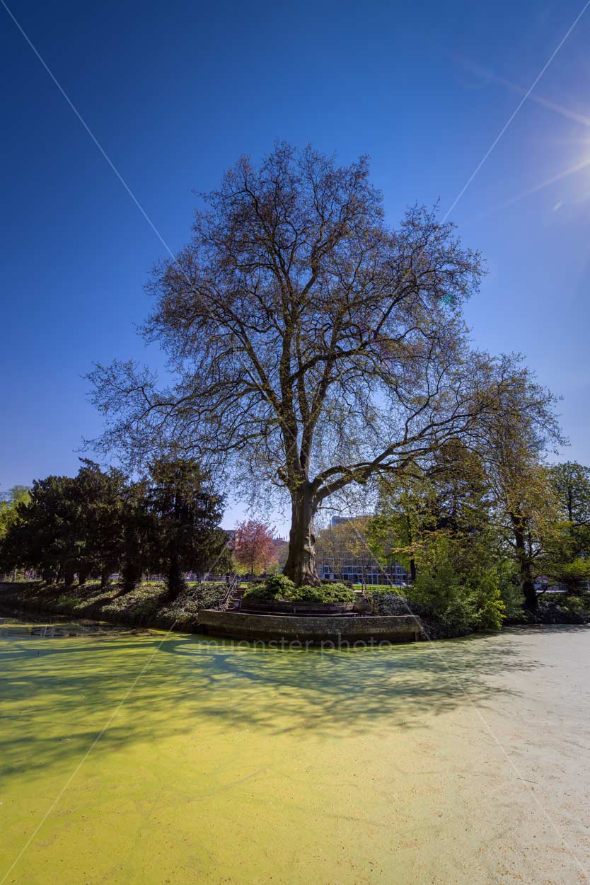 Baum - Engelenschanze